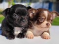TEACUP CHİHUAHUA YAVRULAR 
