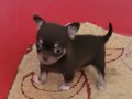 TEACUP CHİHUAHUA YAVRULAR 