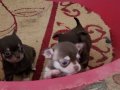 TEACUP CHİHUAHUA YAVRULAR 