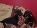 TEACUP CHİHUAHUA YAVRULAR 
