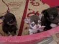 TEACUP CHİHUAHUA YAVRULAR 