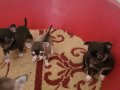 TEACUP CHİHUAHUA YAVRULAR 