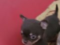 TEACUP CHİHUAHUA YAVRULAR 