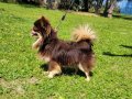 TEACUP CHİHUAHUA YAVRULAR 