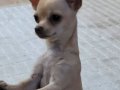 TEACUP CHİHUAHUA YAVRULAR 