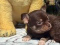 TEACUP CHİHUAHUA YAVRULAR 