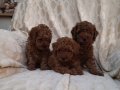 RED BROWN TOY POODLE YAVRULAR 
