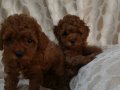 RED BROWN TOY POODLE YAVRULAR 