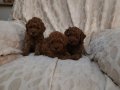 RED BROWN TOY POODLE YAVRULAR 