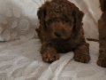RED BROWN TOY POODLE YAVRULAR 