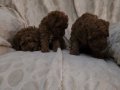 RED BROWN TOY POODLE YAVRULAR 