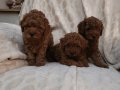 RED BROWN TOY POODLE YAVRULAR 