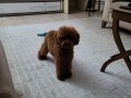 RED BROWN TOY POODLE YAVRULAR 