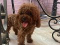 RED BROWN TOY POODLE YAVRULAR 