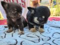 TEACUP CHİHUAHUA YAVRULAR 