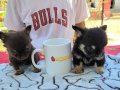 TEACUP CHİHUAHUA YAVRULAR 