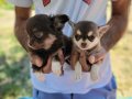 TEACUP CHİHUAHUA YAVRULAR 