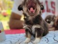 TEACUP CHİHUAHUA YAVRULAR 