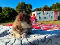 TEACUP CHİHUAHUA YAVRULAR 