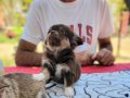 TEACUP CHİHUAHUA YAVRULAR 