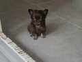 TEACUP CHİHUAHUA YAVRULAR 