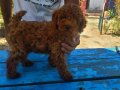 KOYU RENK TOY POODLE 