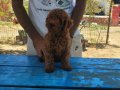 KOYU RENK TOY POODLE 