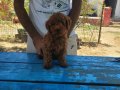 KOYU RENK TOY POODLE 