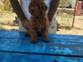 KOYU RENK TOY POODLE 