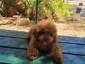 RED BROWN KORE TOY POODLE DİŞİ 