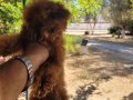 RED BROWN KORE TOY POODLE DİŞİ 