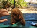 RED BROWN KORE TOY POODLE DİŞİ 