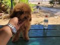 RED BROWN KORE TOY POODLE DİŞİ 