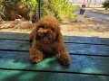 RED BROWN KORE TOY POODLE DİŞİ 