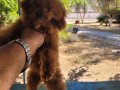 RED BROWN KORE TOY POODLE DİŞİ 