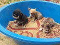 ELMA KAFA KÜT BURUN TEACUP YAVRULAR 