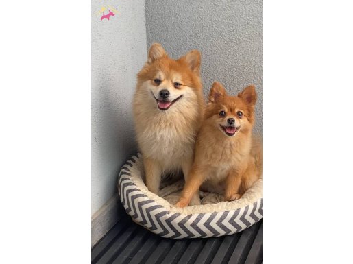 2 köpeğimi Ücretsiz Sahiplendireceğim