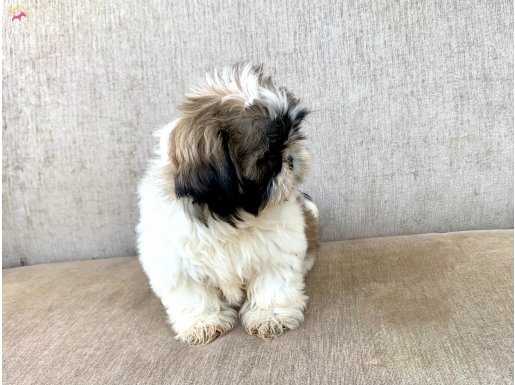 Dişi SHIH TZU yavrumuz 