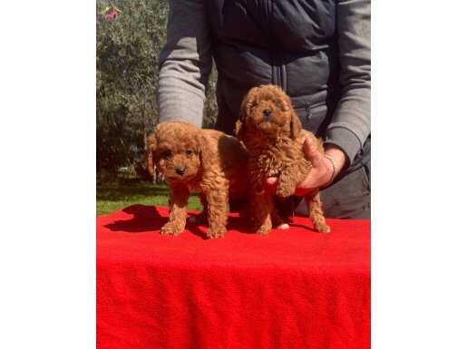 Poodle yavrular