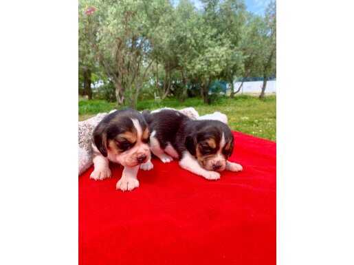 BEAGLE BEKLENEN
