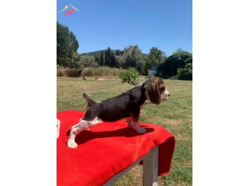 BEAGLE BİGIL