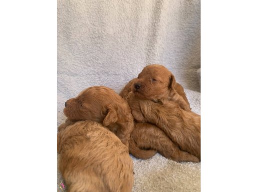 MİNYATÜR POODLEEE