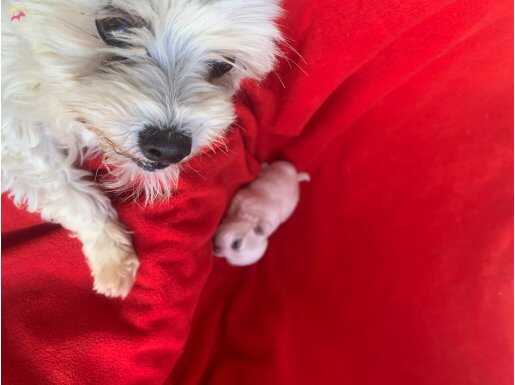 MİNNAK MALTESE