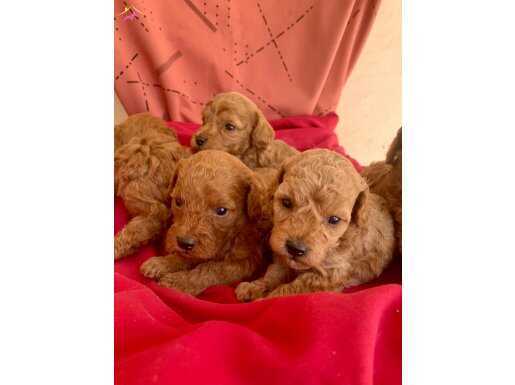MİNYATÜR POODLE