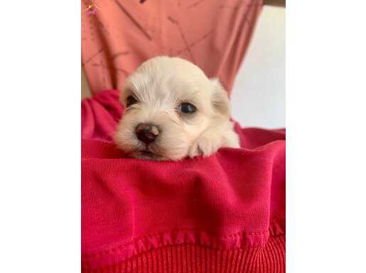 MALTİZ MALTESE TERRİER