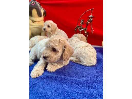 MALTİPOO