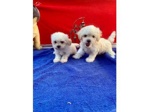 MALTESE TERRİER