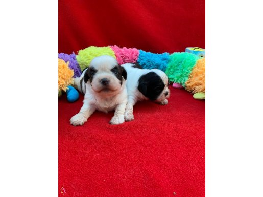 ŞİTZUU shihtzu