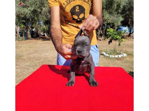 CANECORSO