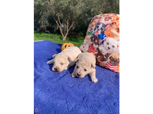 Tüy Dökmeyen Akıllı Dost Maltipoo Yavruları